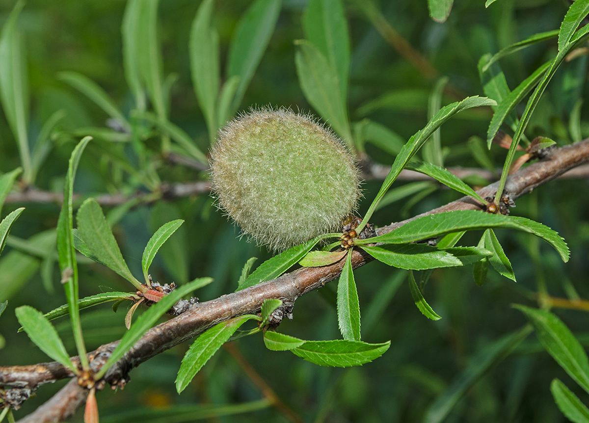 Image of Amygdalus nana specimen.