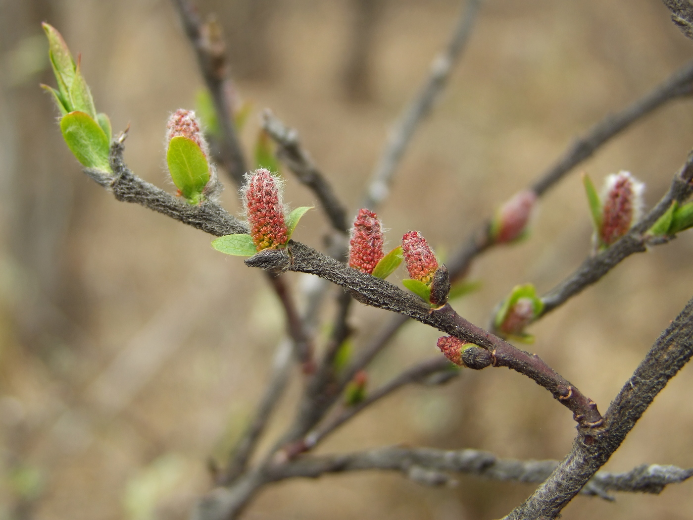 Image of Salix hastata specimen.
