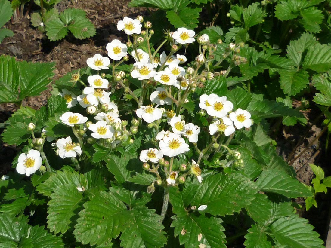 Image of genus Fragaria specimen.