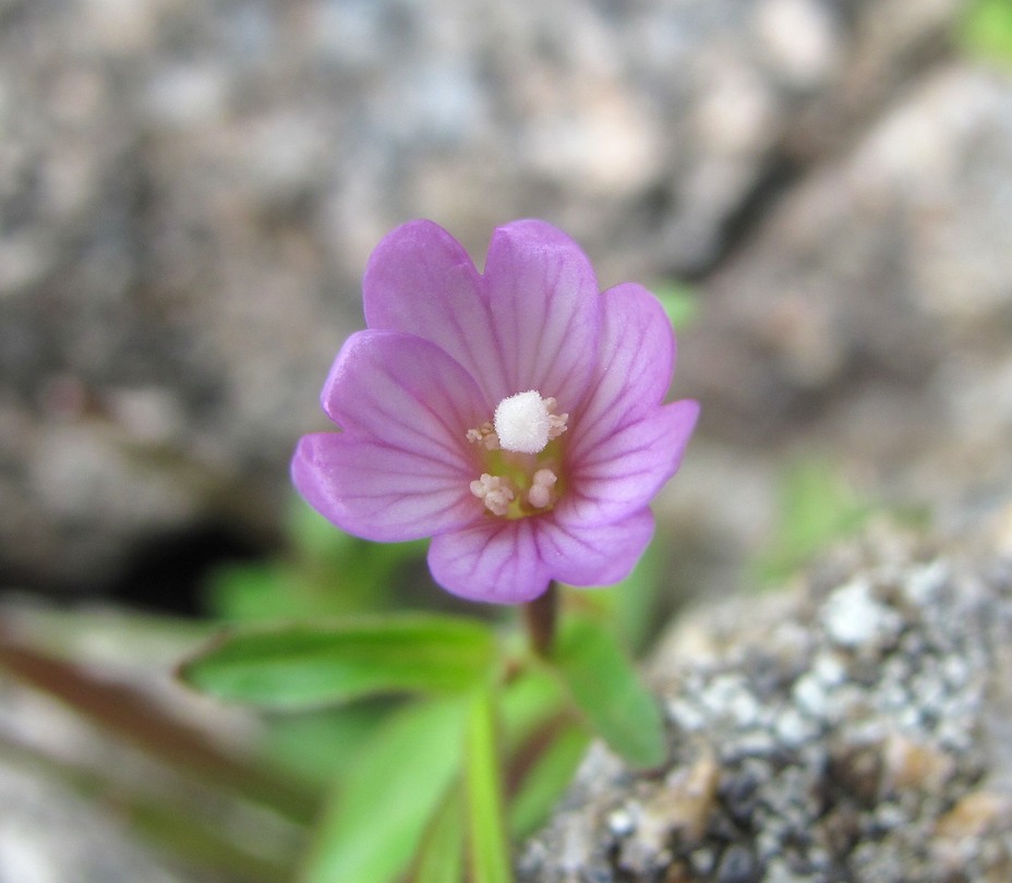 Изображение особи Epilobium anagallidifolium.