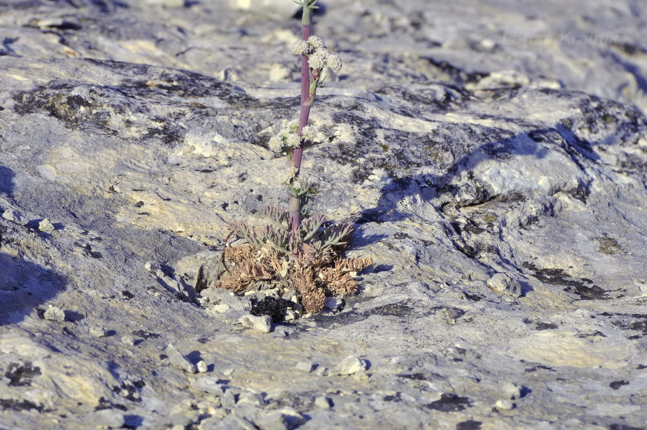 Image of Seseli dichotomum specimen.