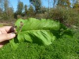 Rorippa amphibia. Прикорневой лист. Чувашия, окр. г. Шумерля, пойма р. Сура, оз. Щучья Лужа. 22.09.2018.