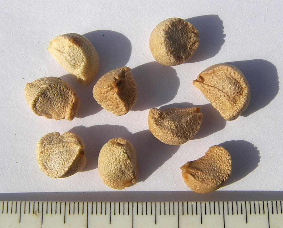 Image of Iris × violipurpurea specimen.