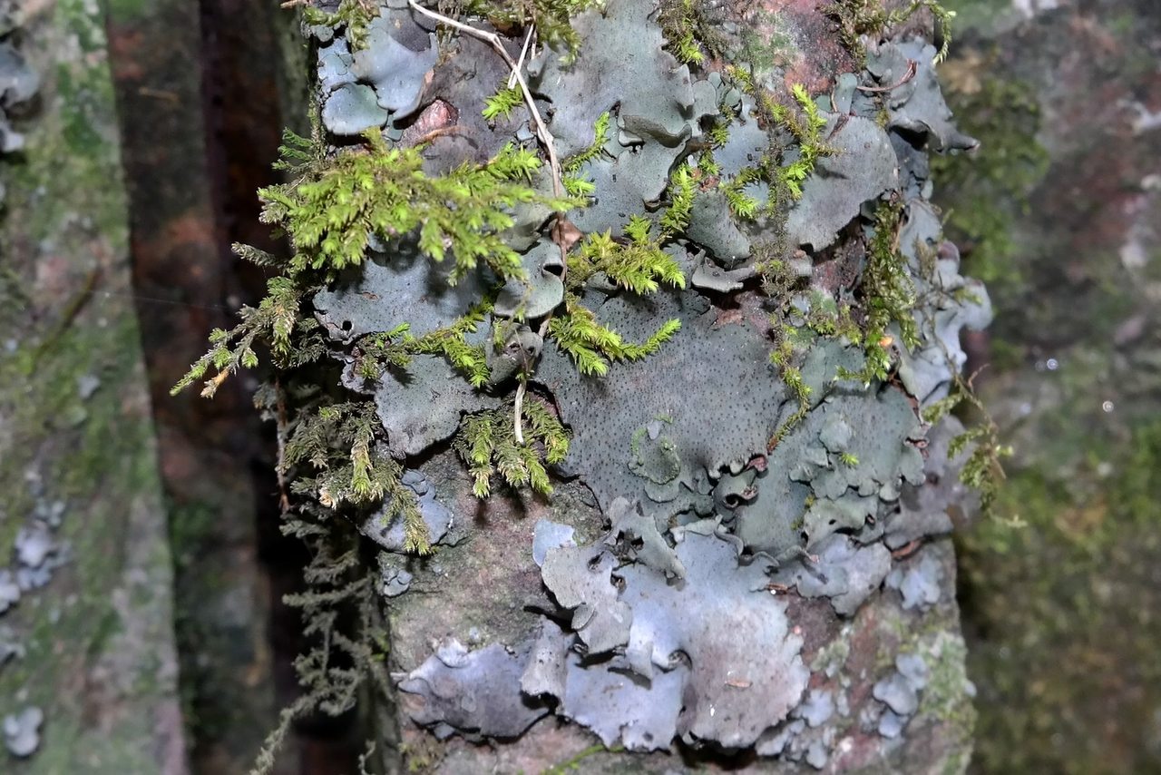 Image of class Lecanoromycetes specimen.