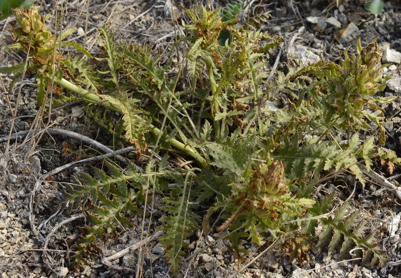 Image of Pedicularis physocalyx specimen.