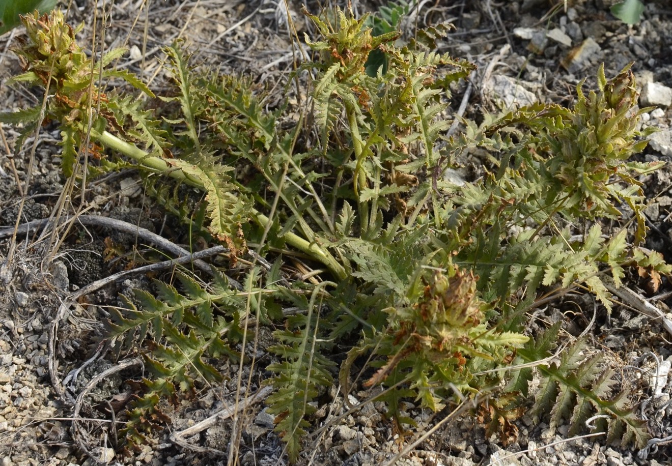 Изображение особи Pedicularis physocalyx.