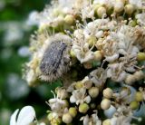 Viburnum opulus. Часть соцветия с плодущими цветками и поедающим пыльцу жуком оленкой. Украина, Киевская обл., Вышгородский р-н, севернее с. Лебедевка, дачный участок между Киевским водохранилищем и дренажным каналом. 23 мая 2010 г.