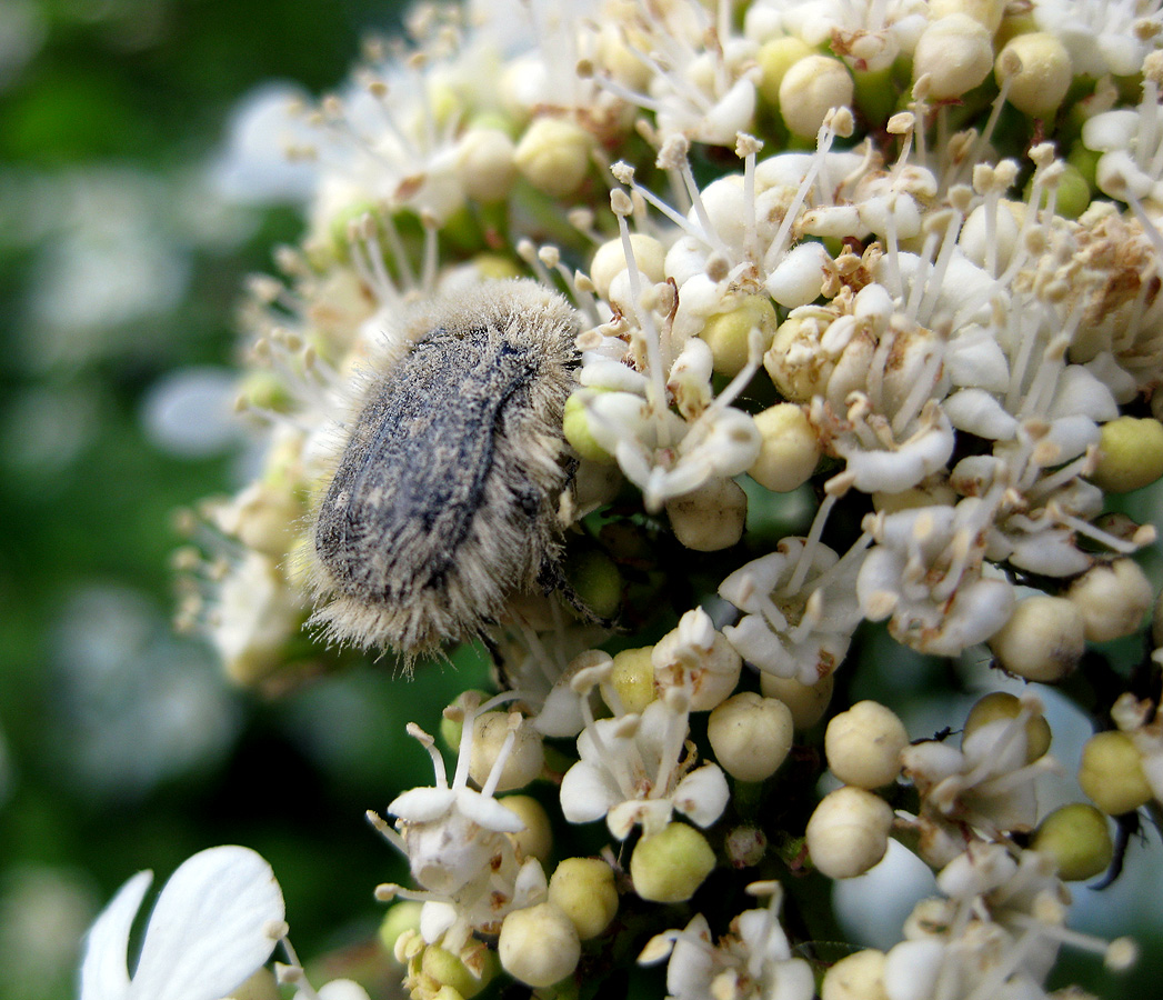 Image of Viburnum opulus specimen.