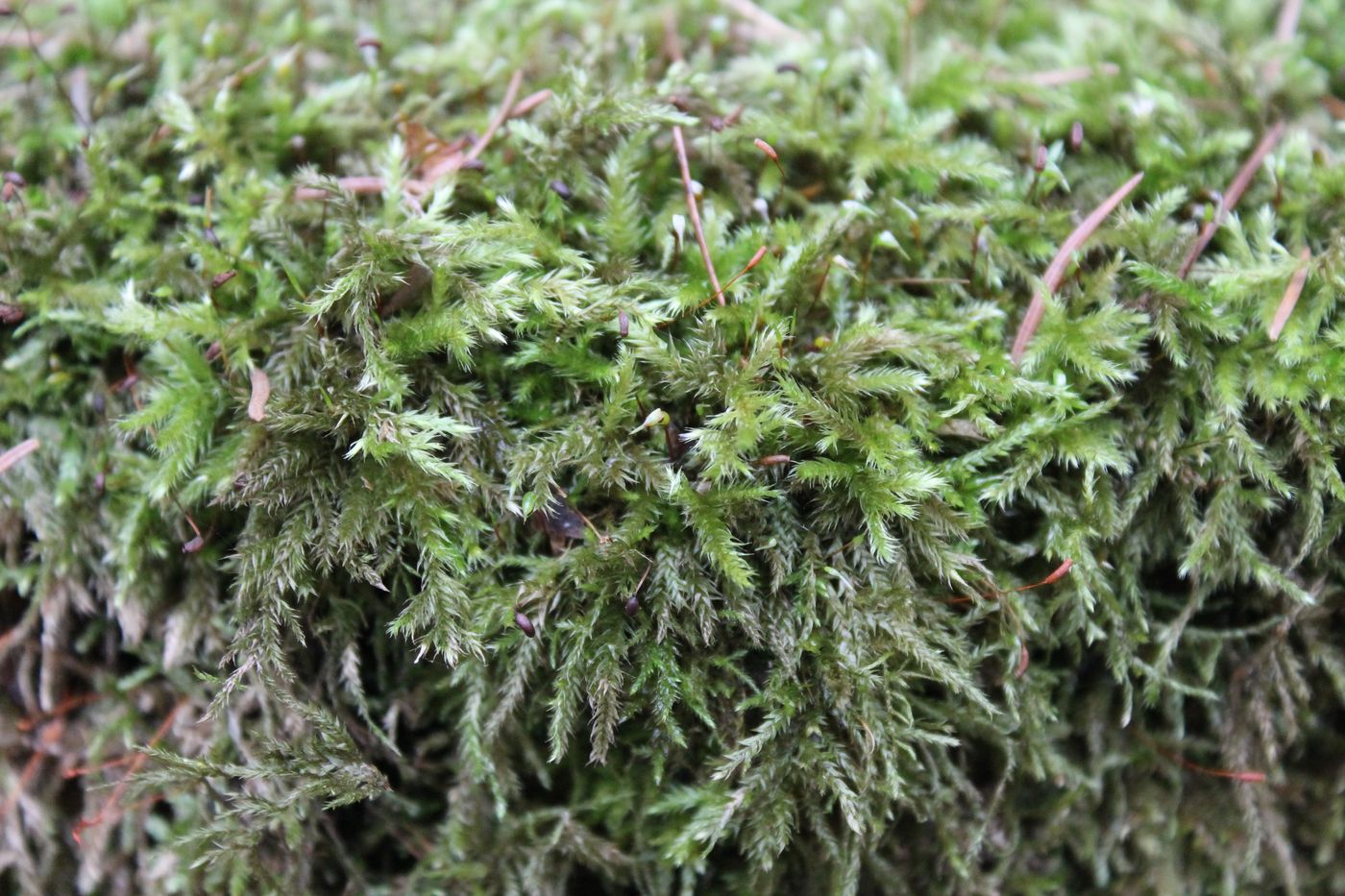 Image of familia Brachytheciaceae specimen.