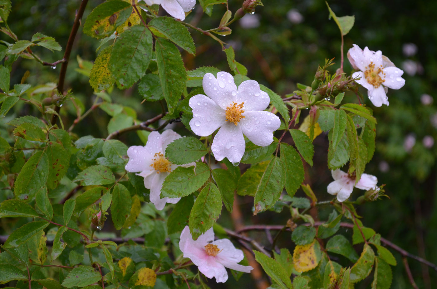 Изображение особи Rosa corymbifera.