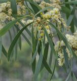 род Acacia