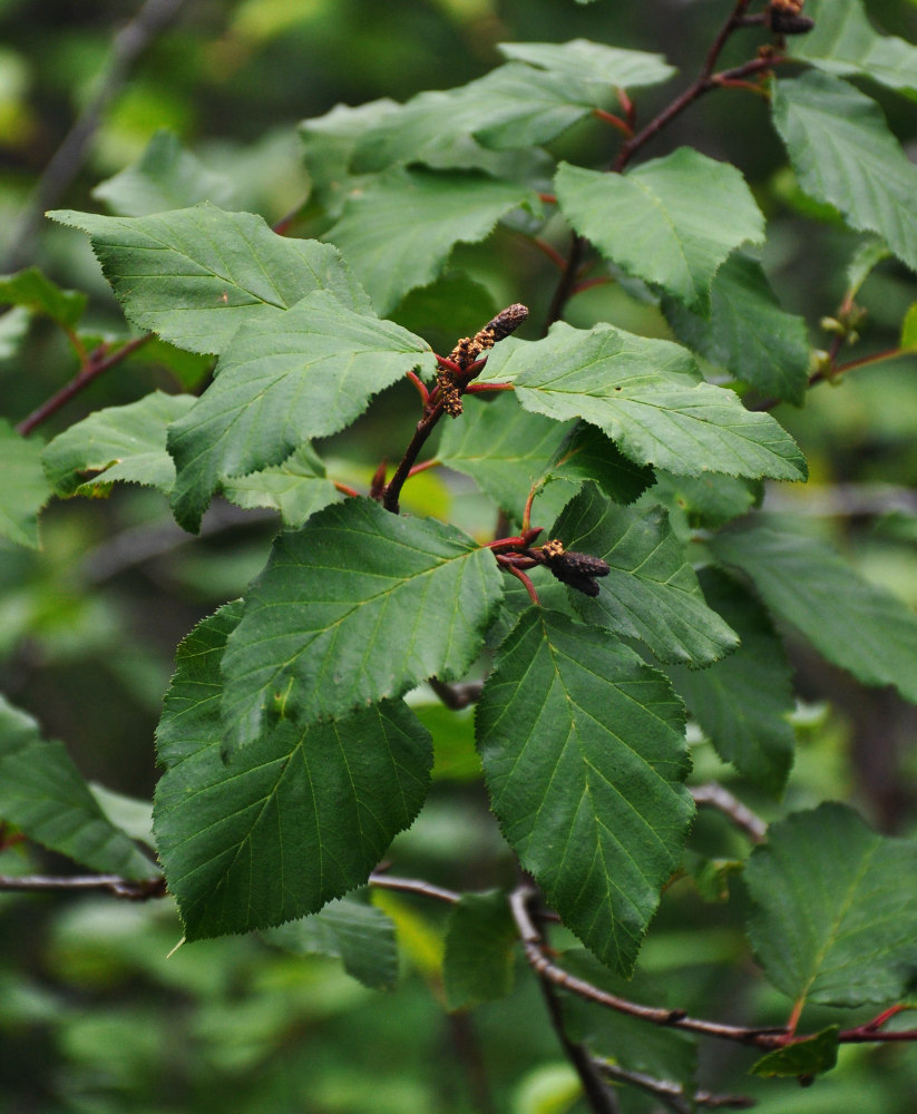 Изображение особи Duschekia fruticosa.