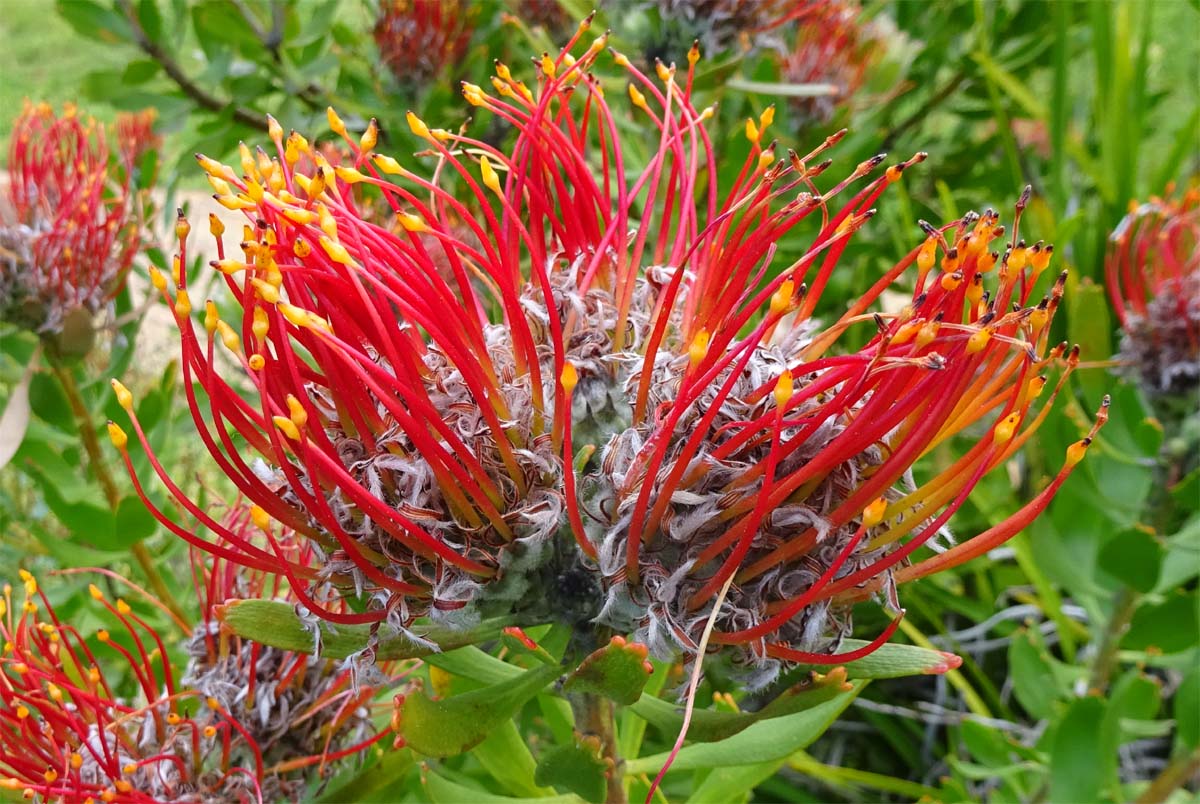 Изображение особи Leucospermum fulgens.