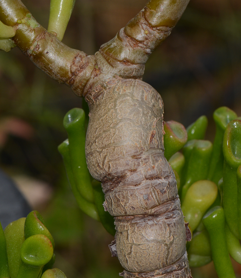 Изображение особи Crassula ovata.