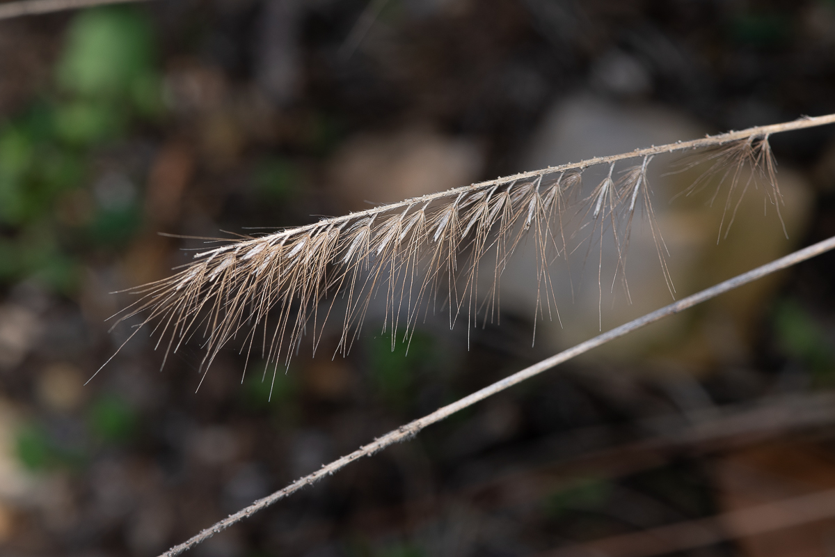 Image of Pennisetum alopecuroides specimen.