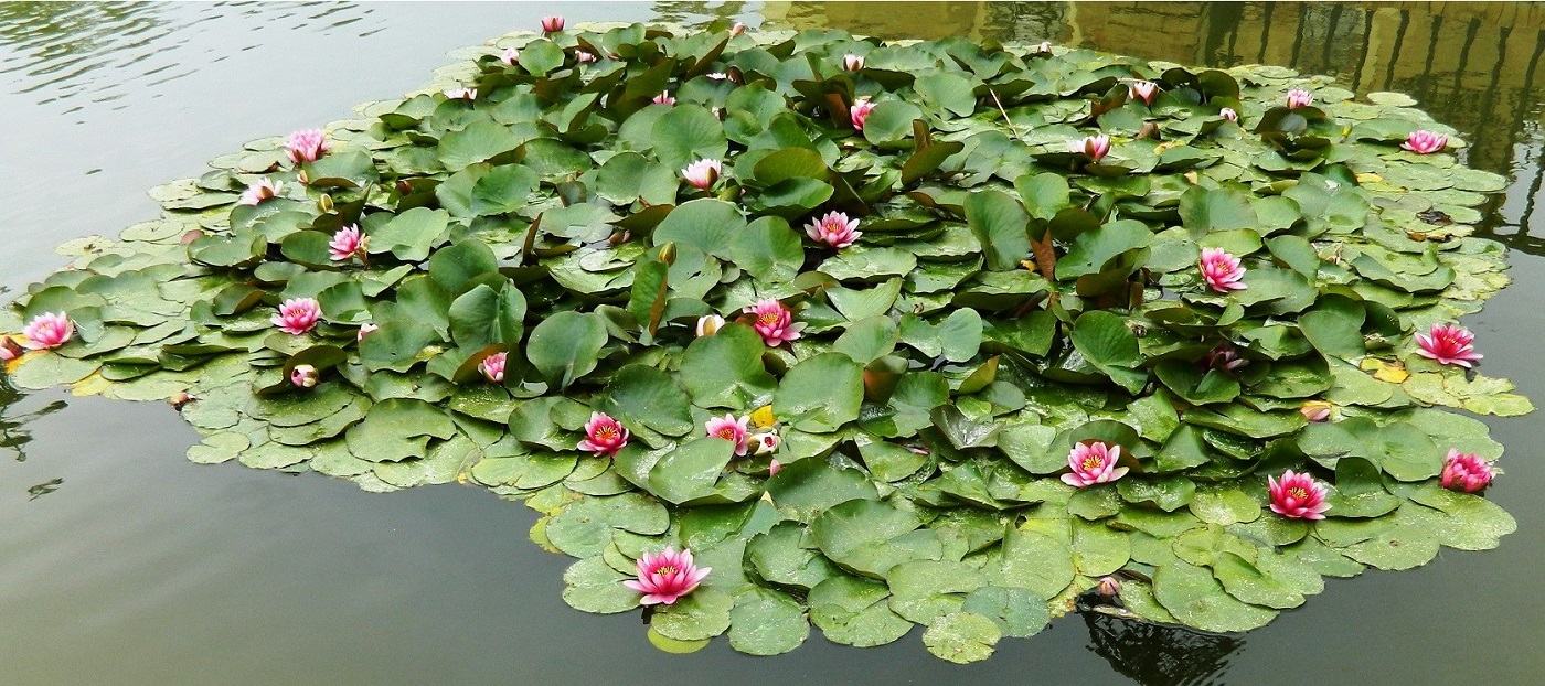 Image of Nymphaea odorata specimen.