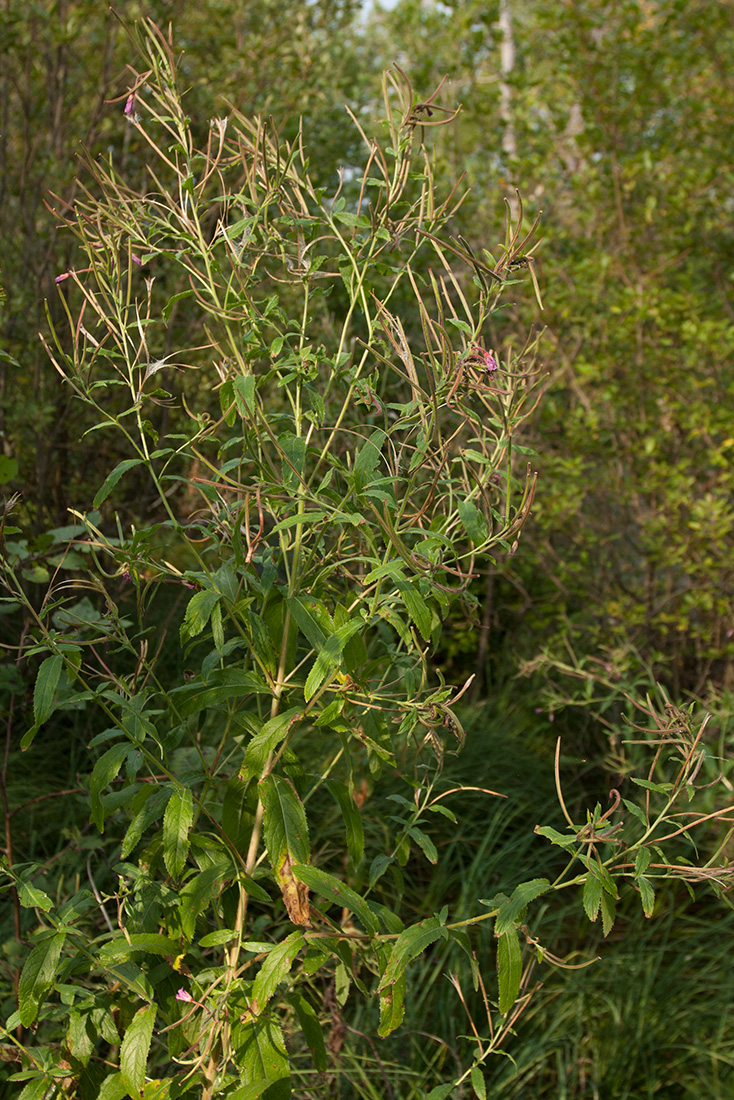 Изображение особи Epilobium hirsutum.