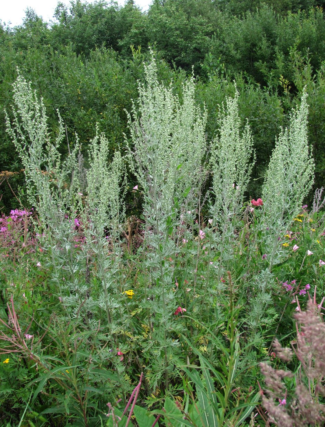 Image of Artemisia absinthium specimen.