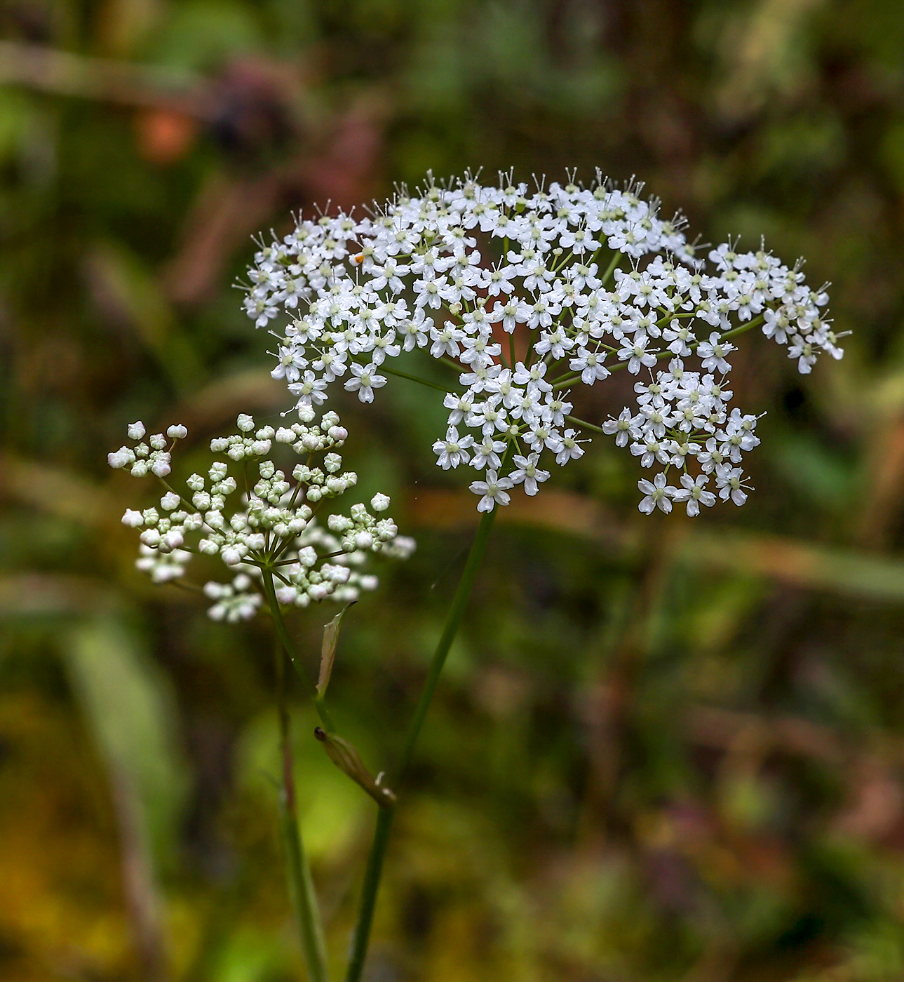 Image of Pimpinella nigra specimen.
