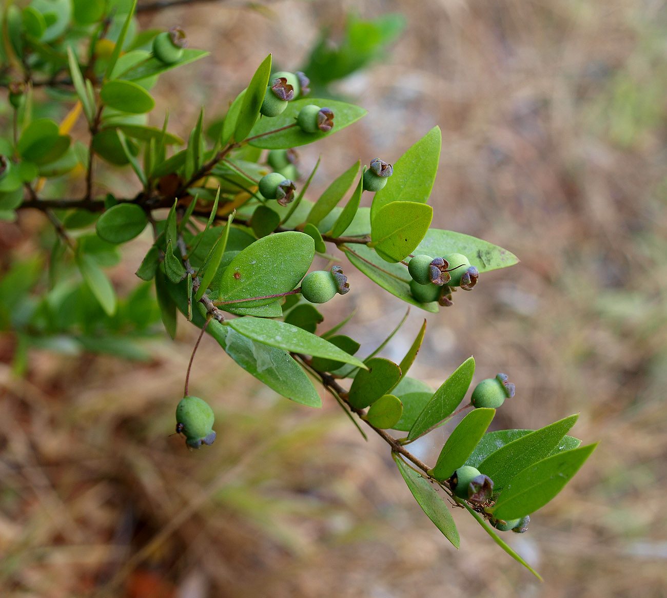 Image of Myrtus communis specimen.