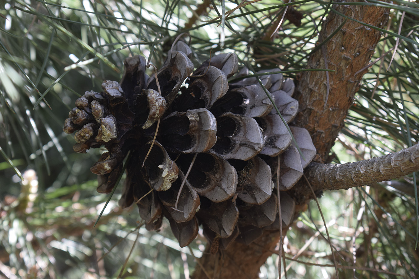 Image of Pinus pinea specimen.