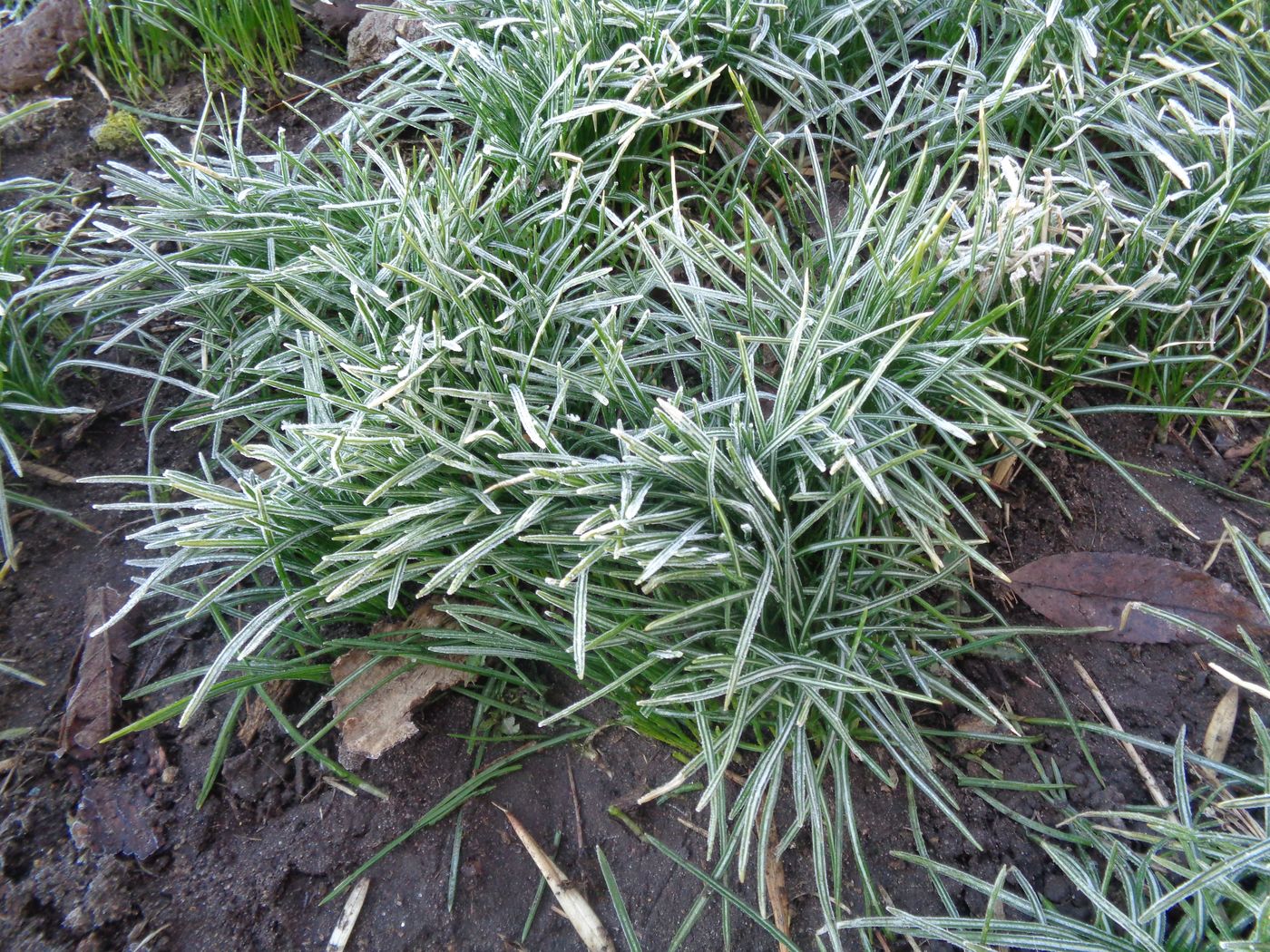 Image of genus Crocus specimen.
