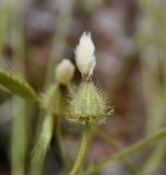 Crepis foetida