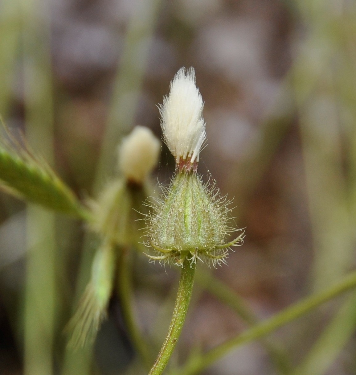 Изображение особи Crepis foetida.