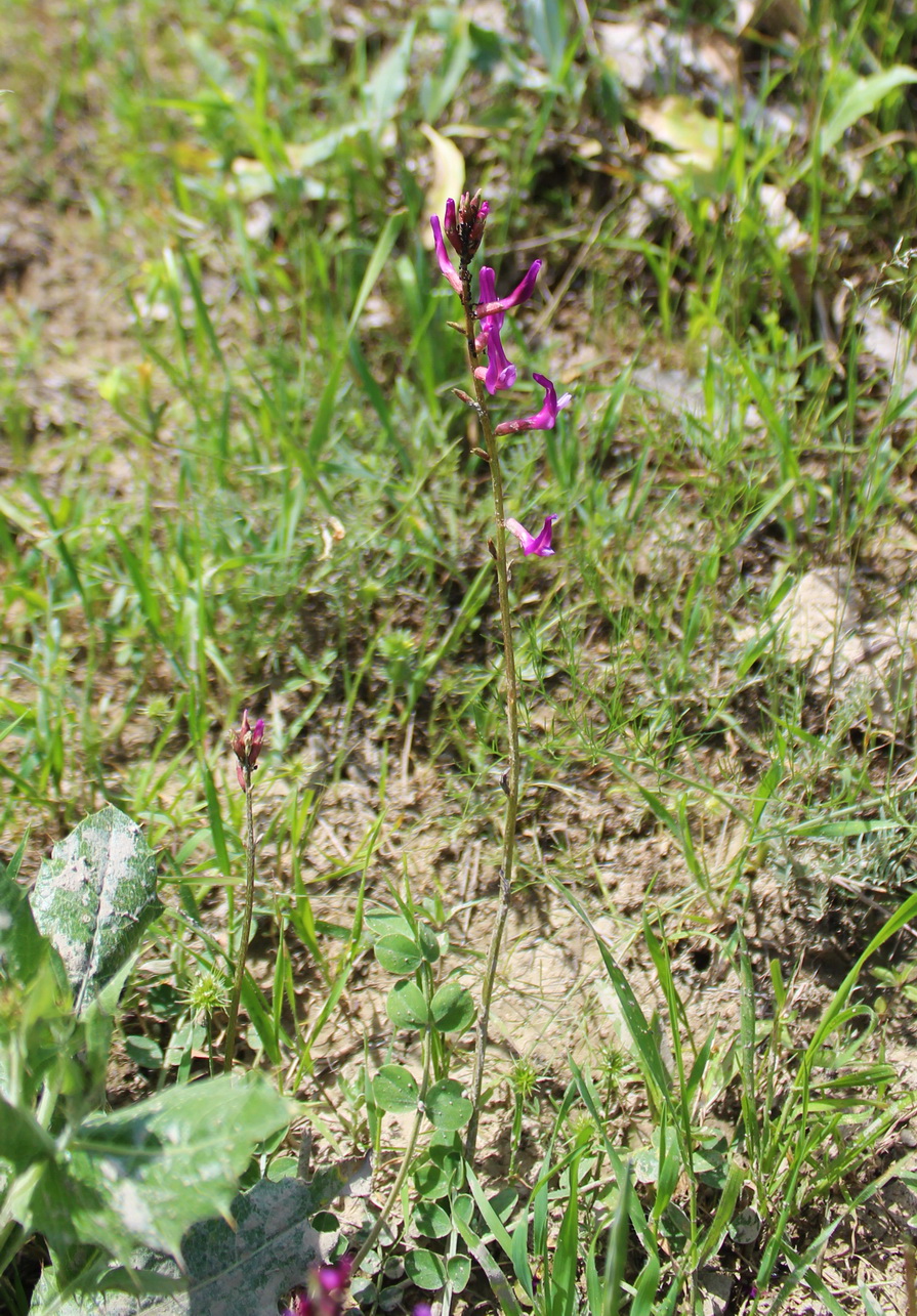 Image of Astragalus ackerbergensis specimen.