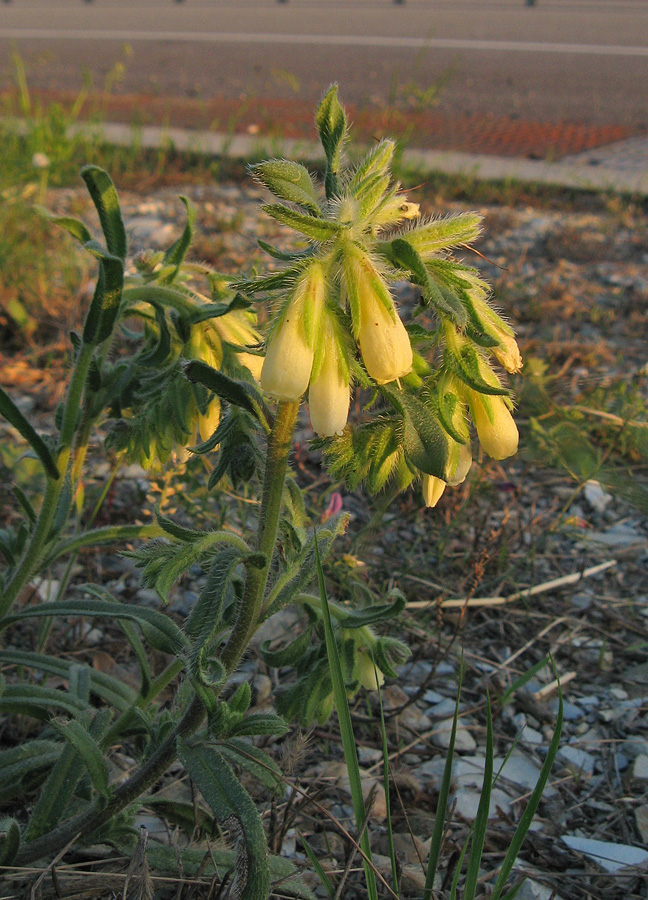 Изображение особи Onosma montana.