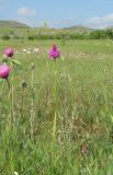 Anacamptis pyramidalis. Цветущее растение. Крым, окр. Феодосии, Лисья бухта, остепнённая терраса. 20 мая 2019 г.