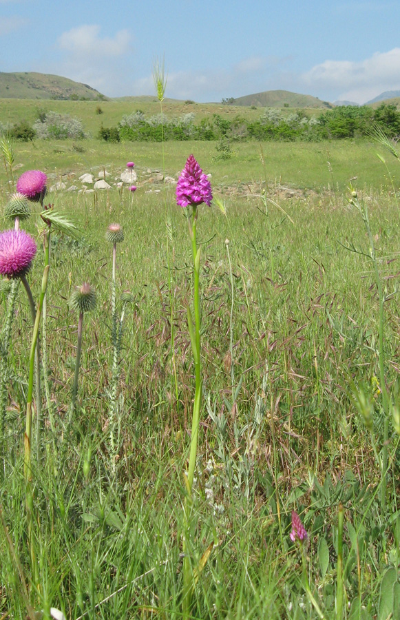 Изображение особи Anacamptis pyramidalis.