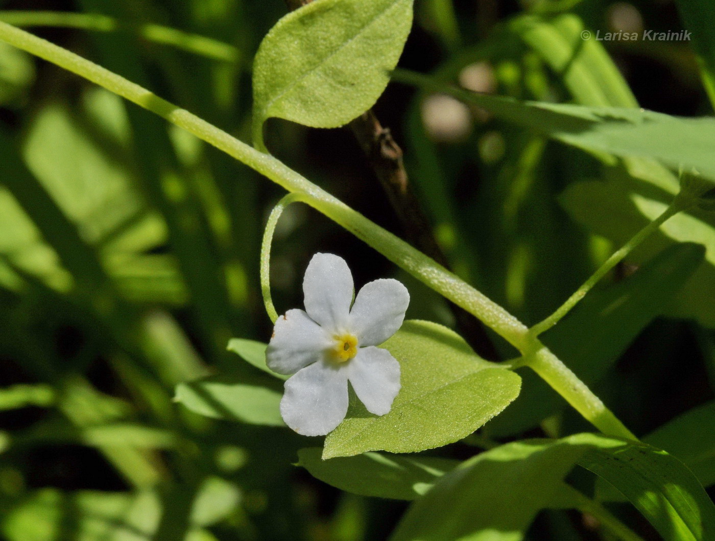 Image of Trigonotis radicans specimen.