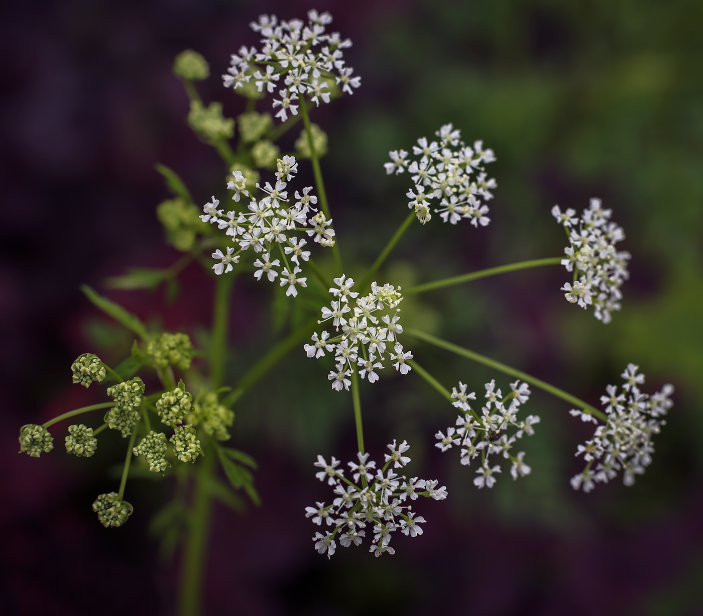 Изображение особи Conium maculatum.