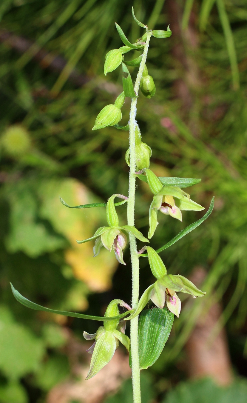 Image of Epipactis leptochila specimen.