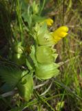 Rhinanthus vernalis