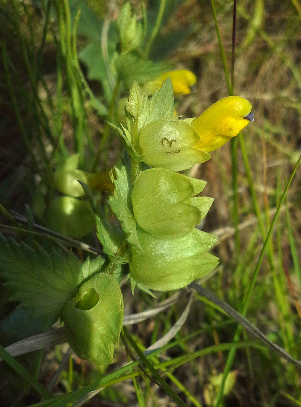 Изображение особи Rhinanthus vernalis.