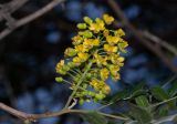 Caesalpinia spinosa. Часть побега с соцветием. Израиль, Шарон, г. Тель-Авив, ботанический сад \"Сад кактусов\". 23.01.2019.