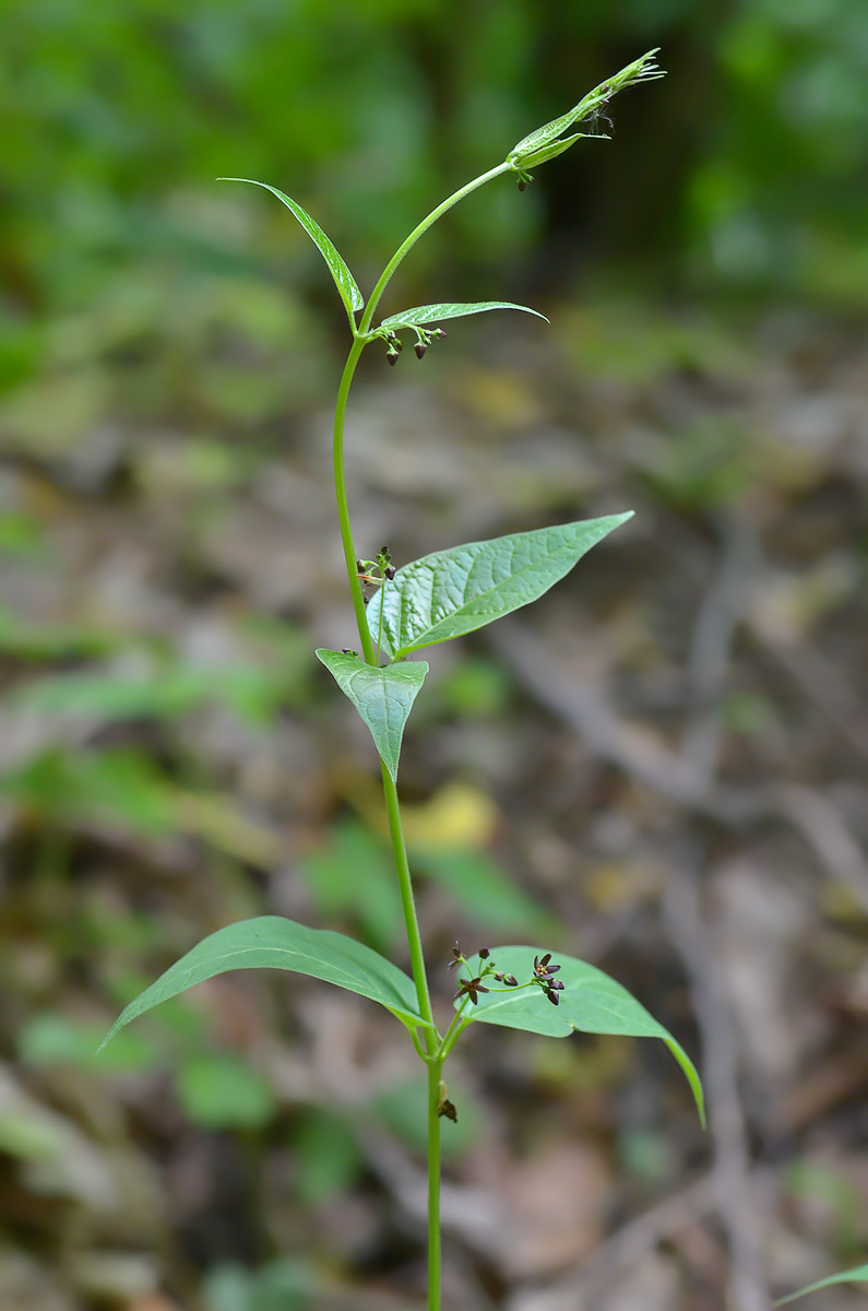 Image of Vincetoxicum scandens specimen.