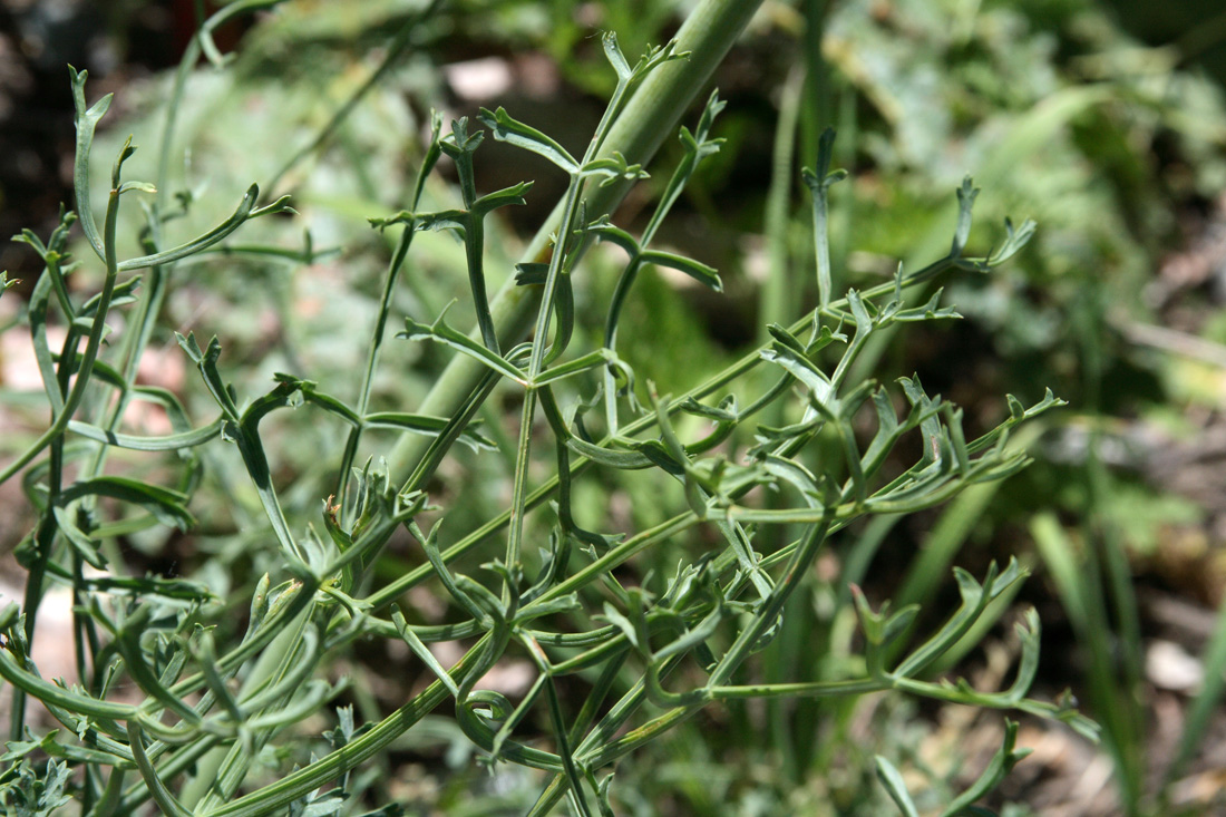 Изображение особи Ferula tschimganica.