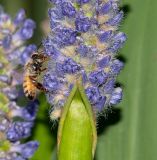 Pontederia cordata