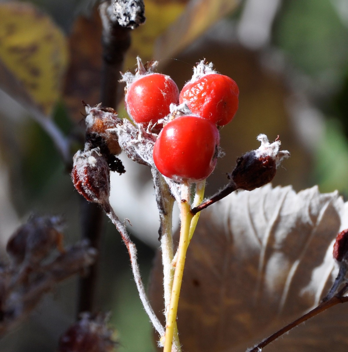 Image of Sorbus aria specimen.