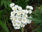 Achillea подвид macrocephala