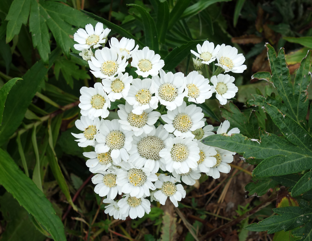 Image of Achillea ptarmica ssp. macrocephala specimen.