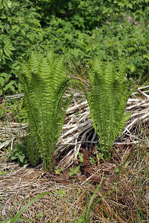 Image of Matteuccia struthiopteris specimen.