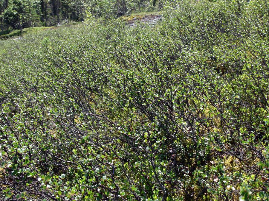 Image of Betula nana specimen.
