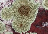 Lecanora muralis