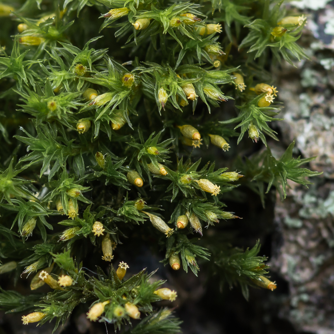 Изображение особи Lewinskya speciosa.