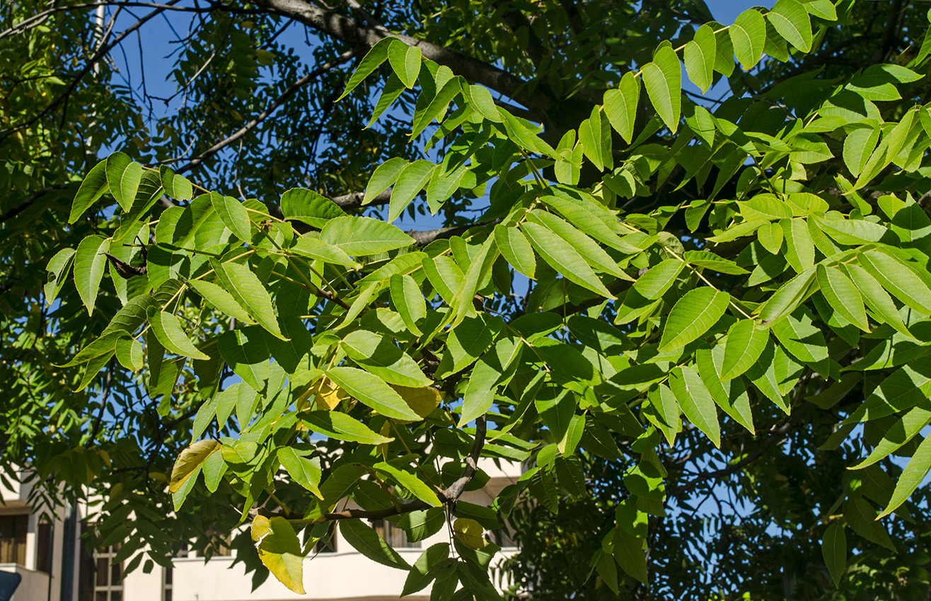 Image of Juglans nigra specimen.