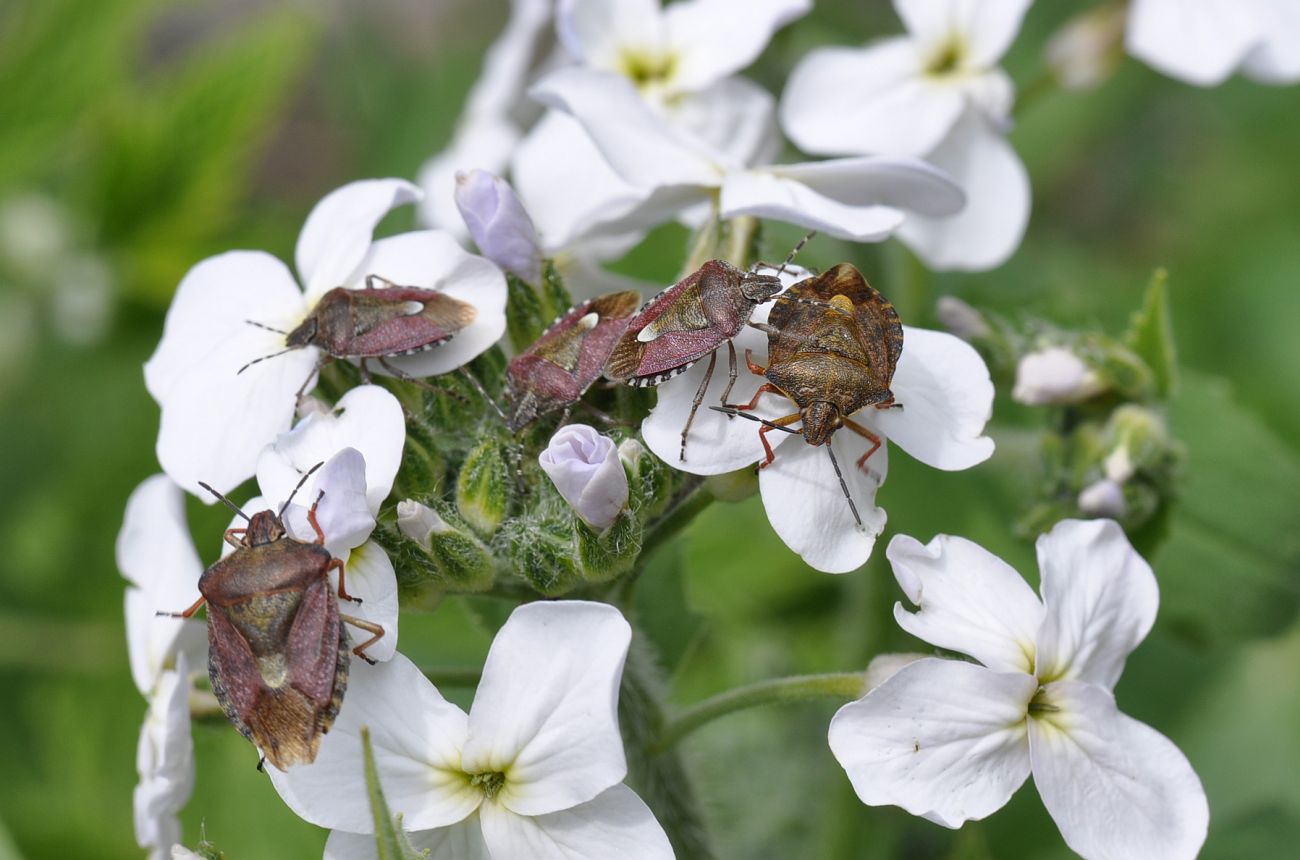 Изображение особи Hesperis voronovii.